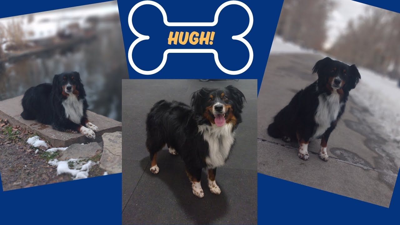 Herriman City Dog Trainers ||| OLK9 Utah ||| Mini Australian Shepherd, Hugh