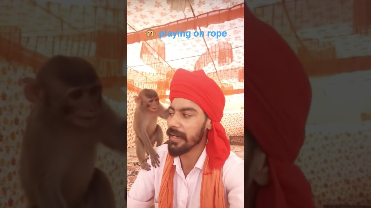 #monkey