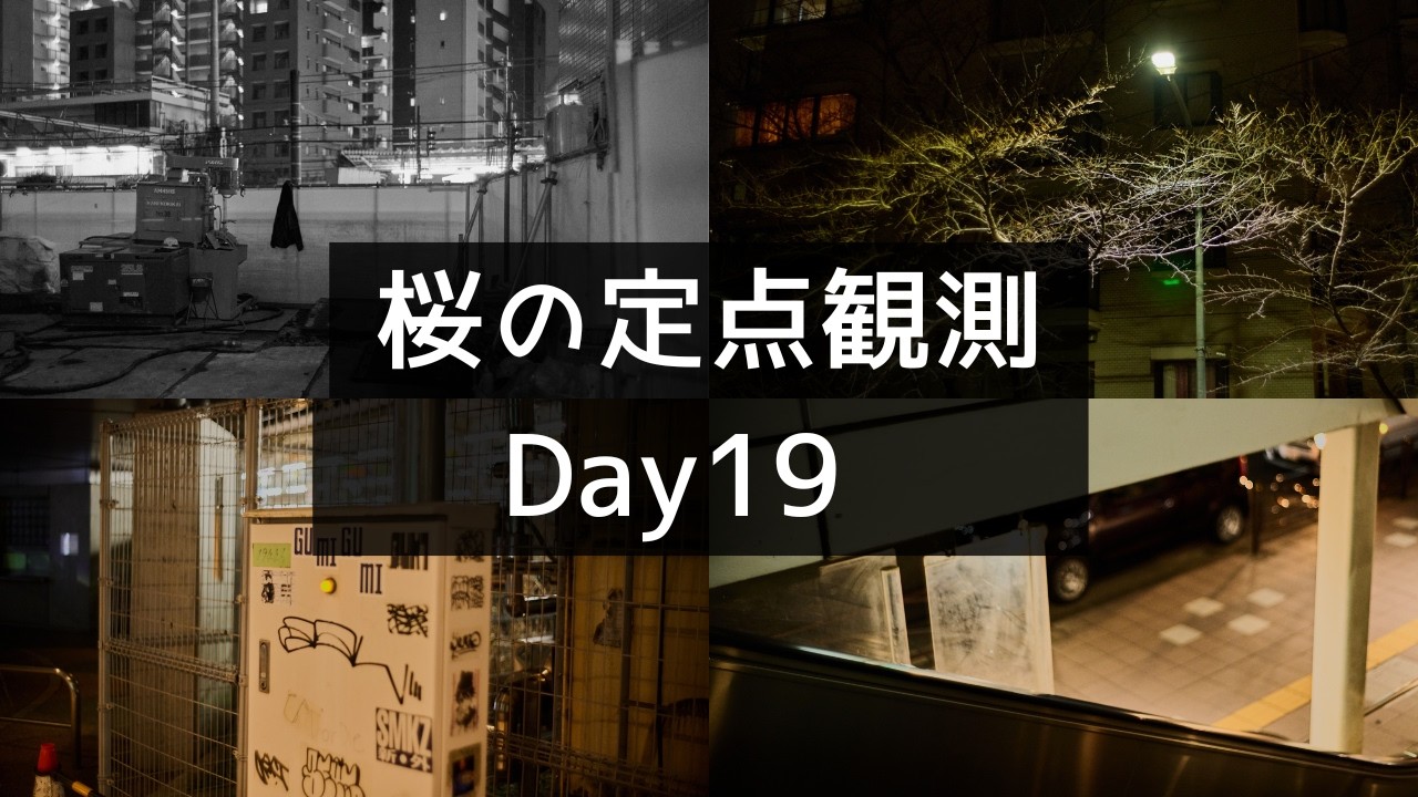 【桜Vlog】Day19｜免許更新をしなくては｜Sakura｜Japan Sakura Walk 4K｜POV