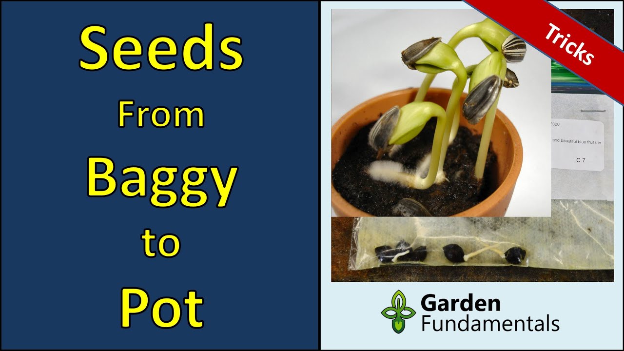 Baggy Method  - A Few Tricks I Use to Move Seeds to Pots
