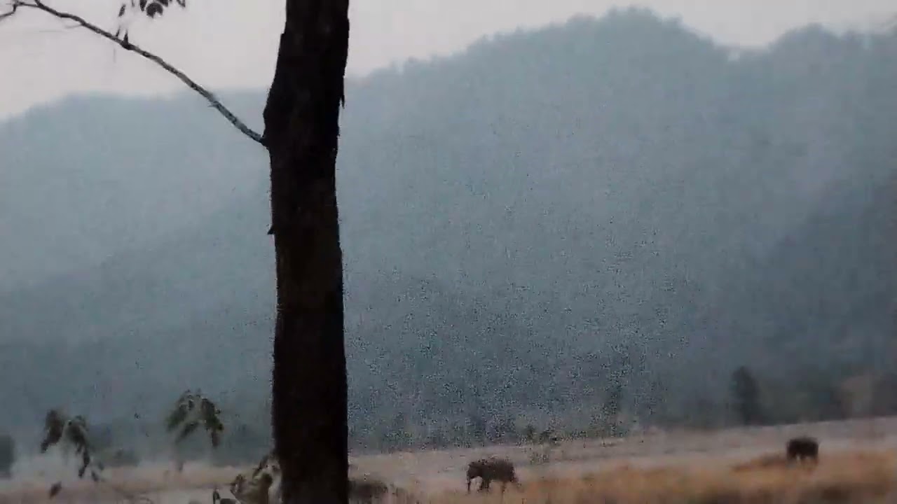 2080/09/20=2023 ma elephant