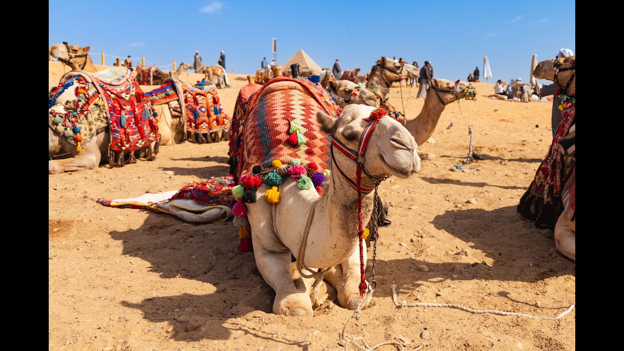 EgyptCamels1