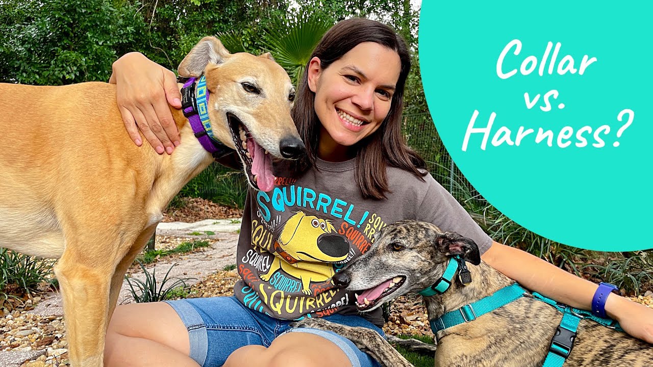 Why Do My Greyhounds Wear Two Collars?