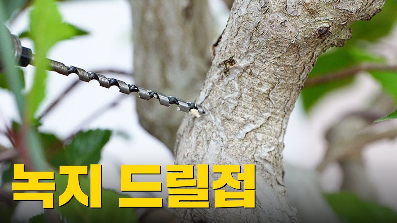 녹지 드릴접 하는 방법 ㅣ 6월에 가능한 접목 ㅣ 소사나무