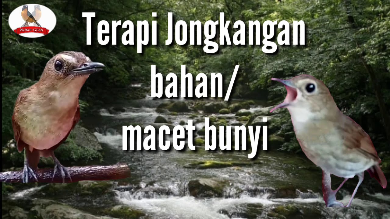 Terapi burung jongkangan yang macet bunyi atau jongkangan bahan supaya lekas nyuling dan ngriwik
