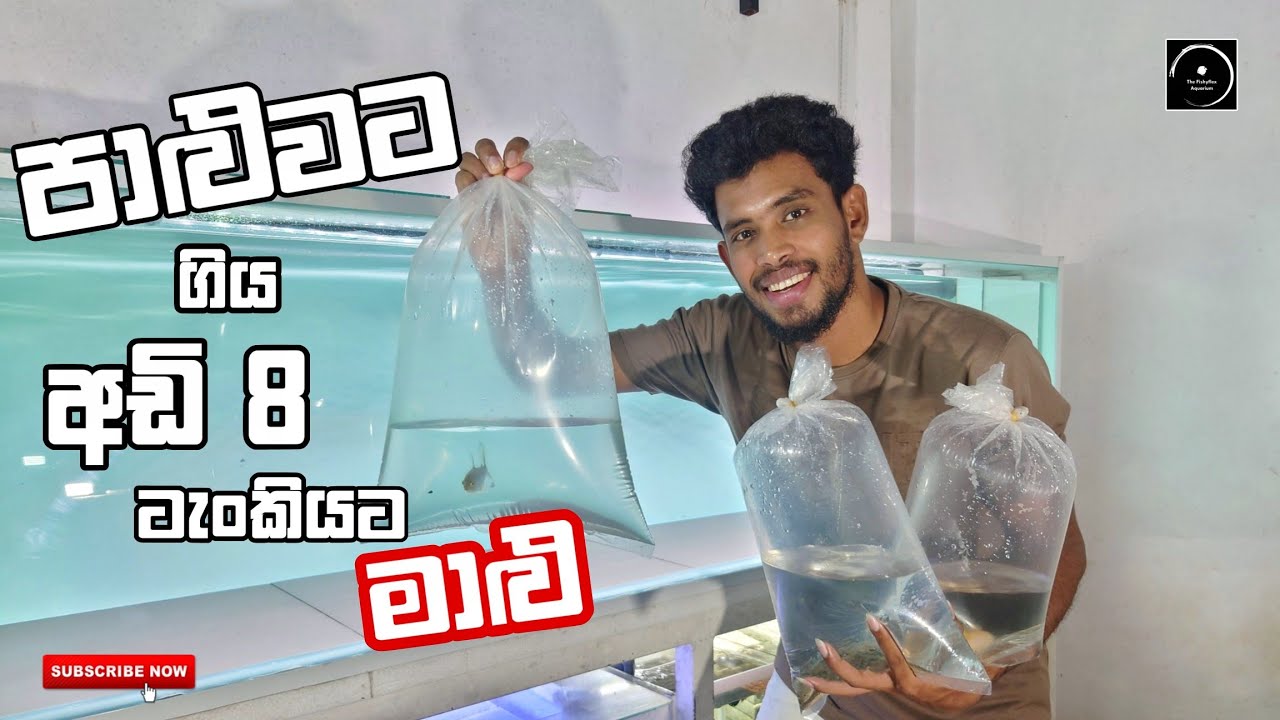 ඔන්න එහෙනම් ඒකත් හදලා ගත්තා! 😌❤️ #aquarium #yasiru #fish