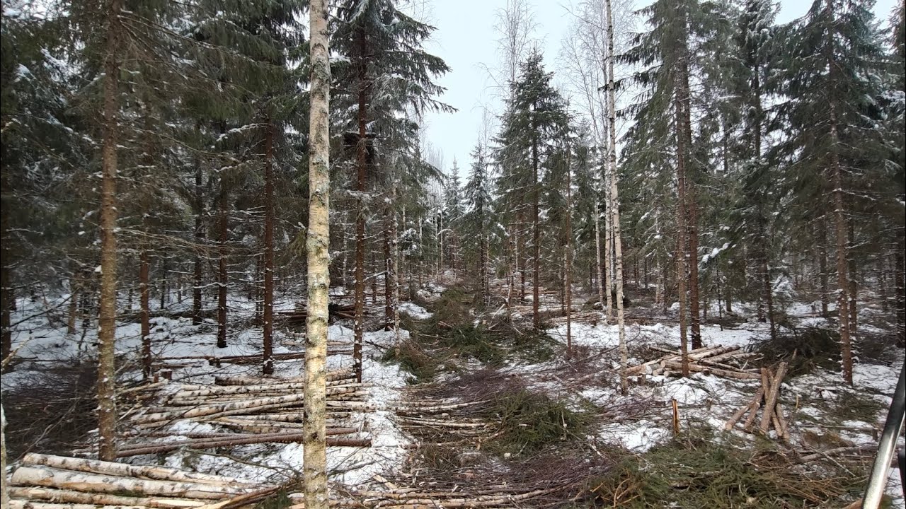 Kuusikon enskaa. 