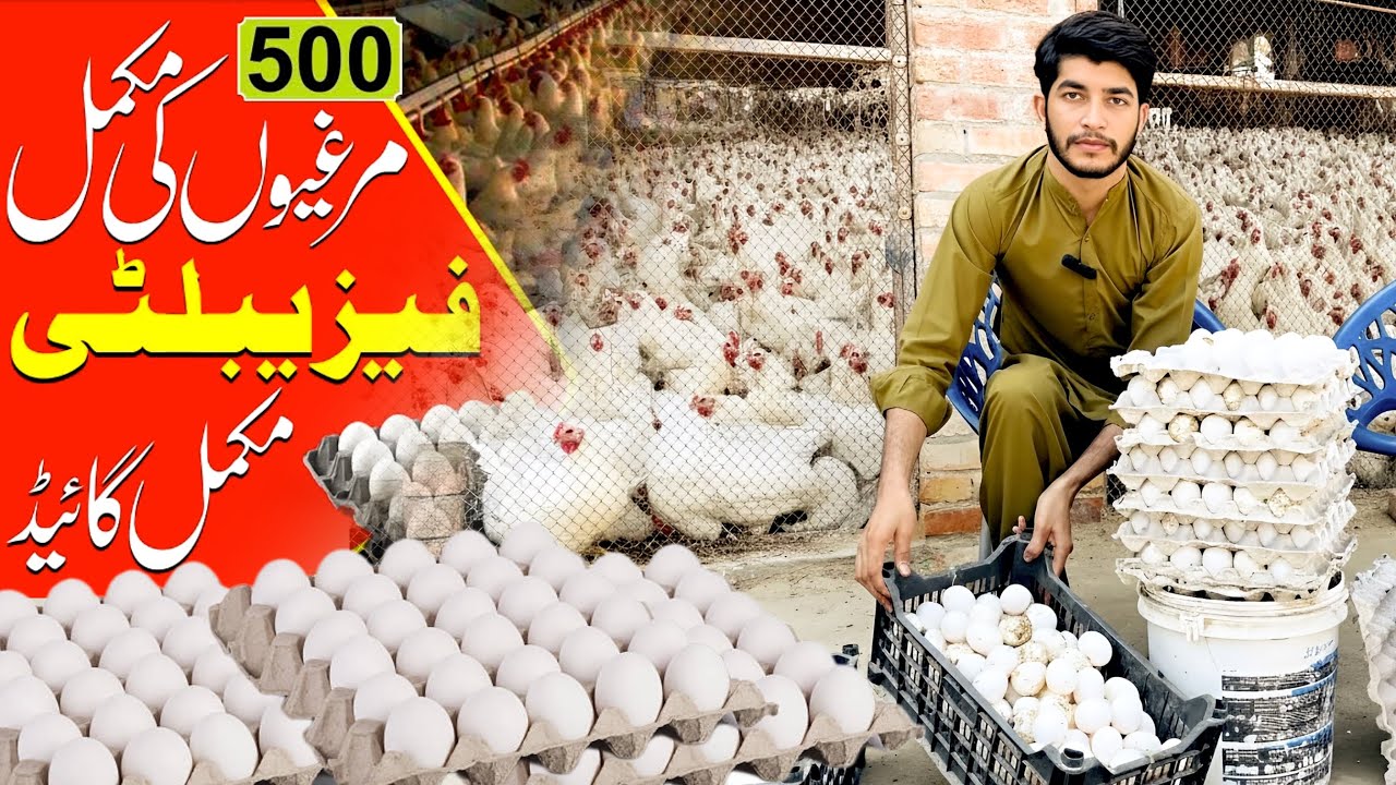 How Much We Earn By Layer Poultry Farming | White Egg Farming | Punjab Poultry Farming 