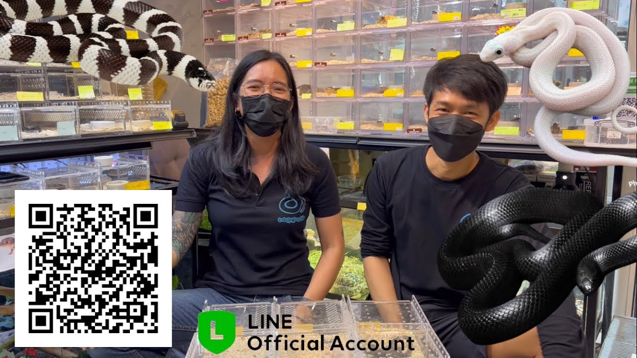 มาชมงูKingsnakes และ Ratsnakes ของที่ร้านกันค่ะ