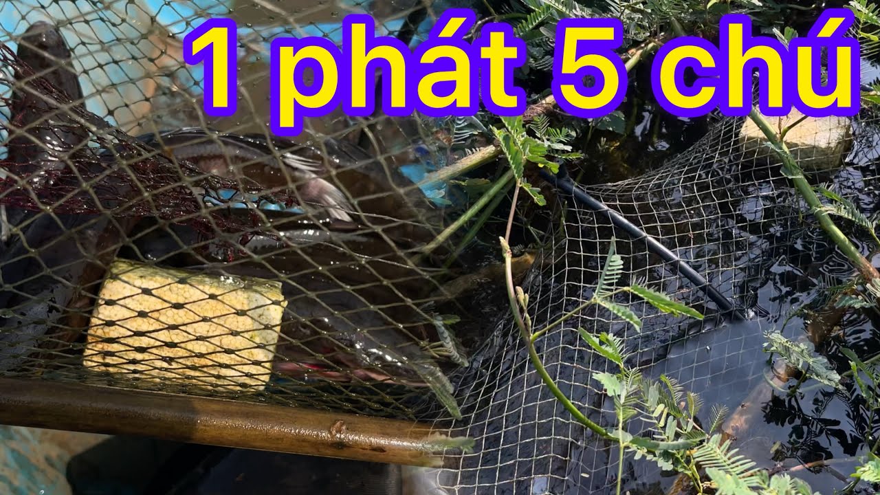 quá bất ngờ cái luồng này đi dở nghĩ không cá cá , 1 phát 5 con quá đã #mỹbp
