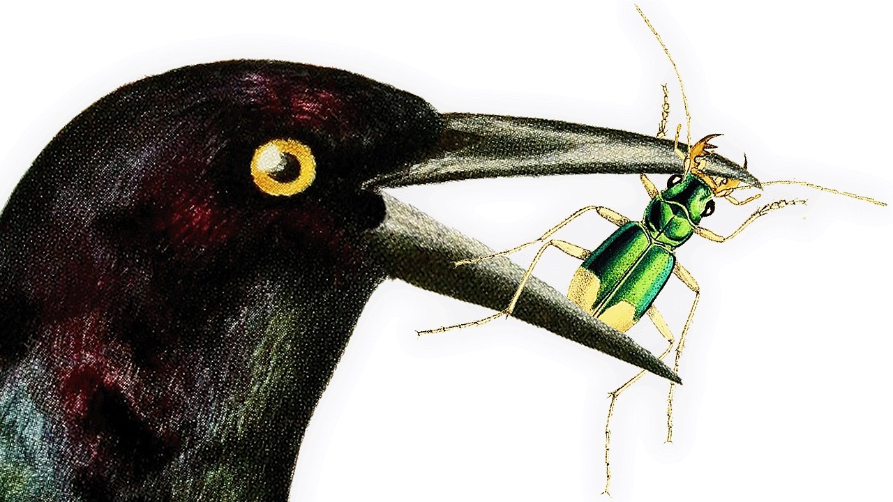 Beaks And Bugs