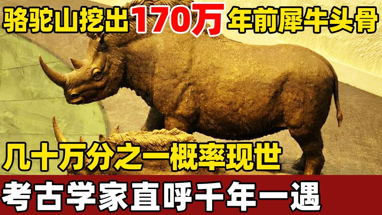 骆驼山挖出170万年前犀牛头骨，几十万分之一概率现世，专家直呼撞大运！【考古秘闻】