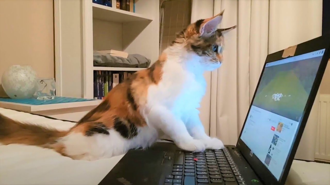 Maine Coon Cat: Kitten To Adulthood Time Laps