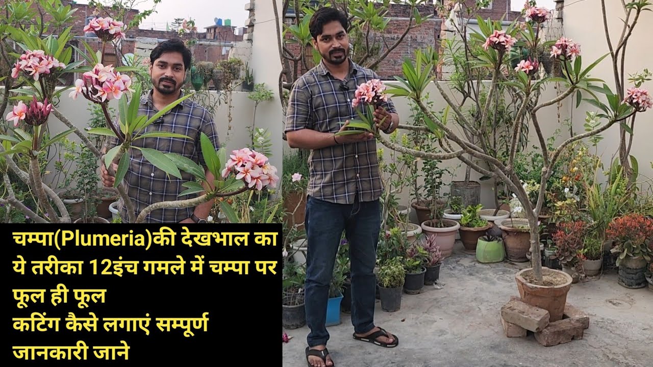 Plumeria care का ये तरीका 12 इंच गमले में चम्पा पर फूल ही फूल/Plumeria grow from cutting/Champa care