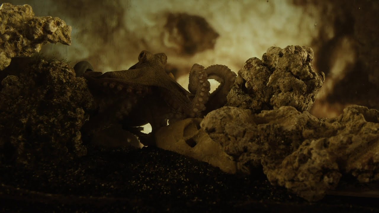 TEASER Temple du Présent – Solo pour Octopus | Stefan Kaegi, Rimini Protokoll