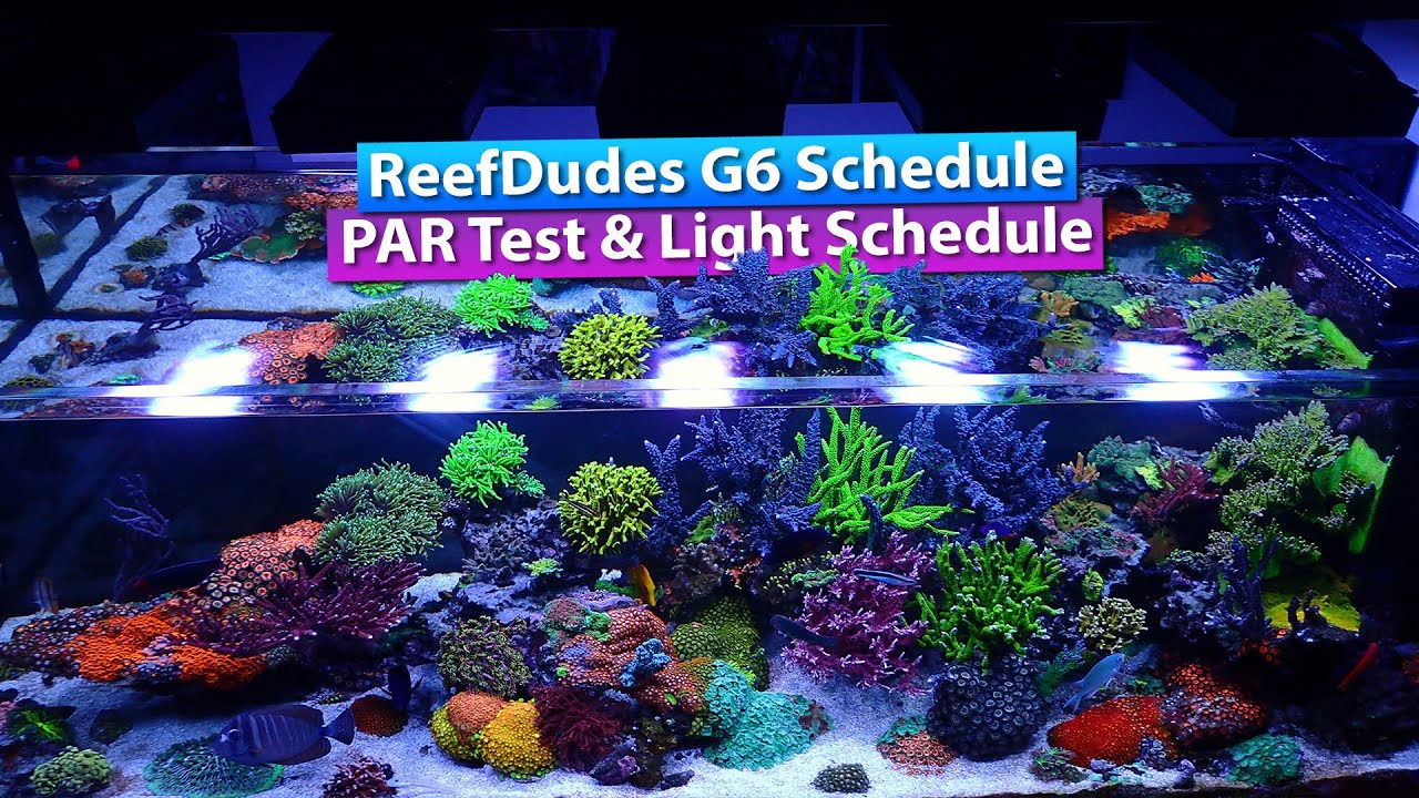 ReefDudes Ecotech Radion G6 Schedule and PAR test