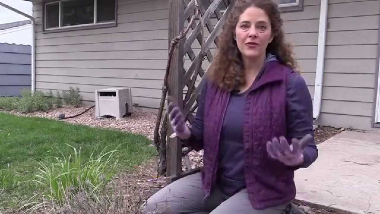 Colder Climates: How to Prune English Lavender in Spring