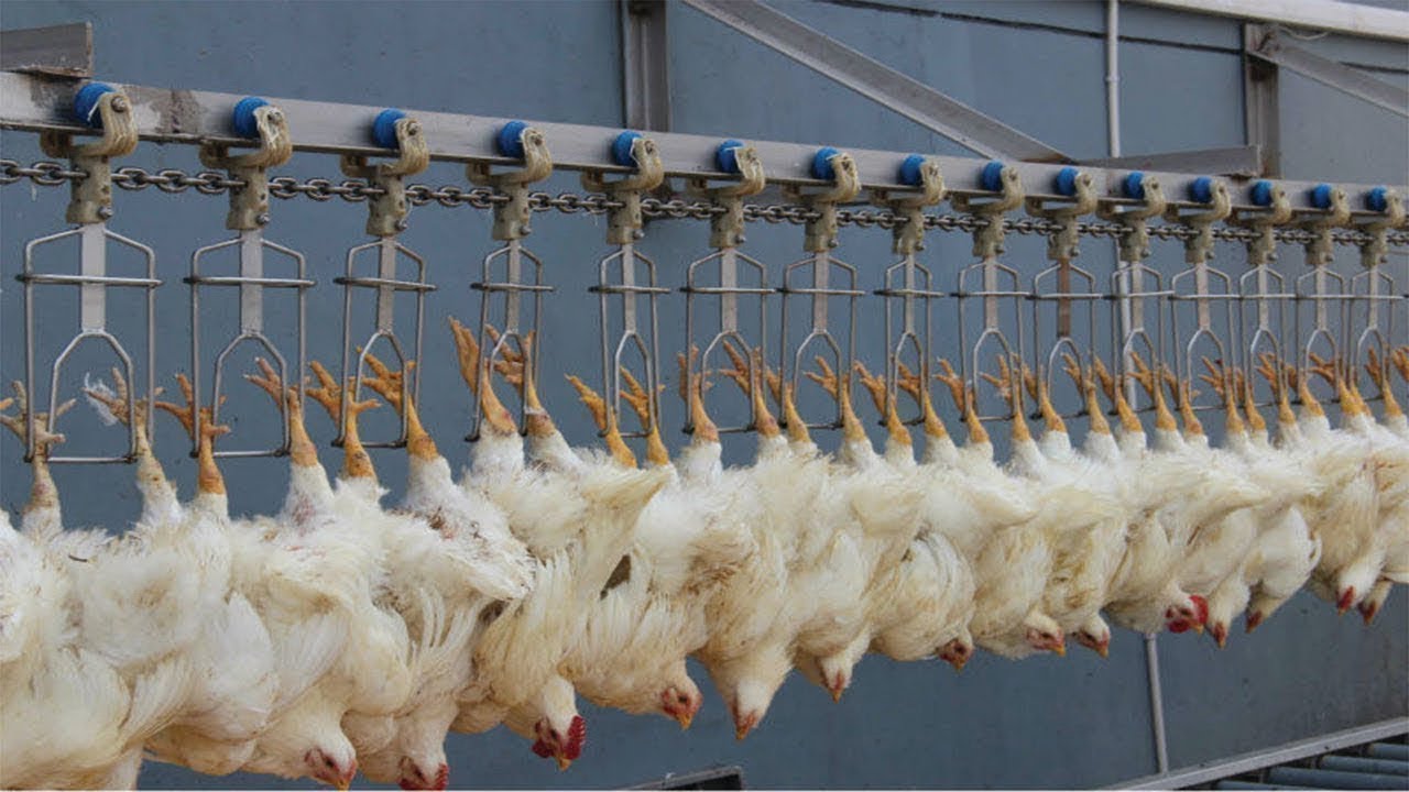 How KFC Fried Chicken is Made - How KFC Does Chicken Differently!