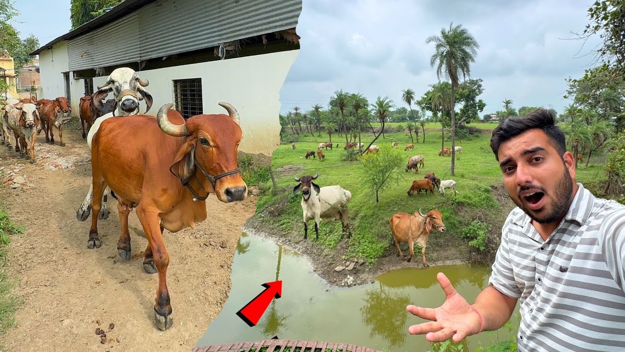 Saari Gaayo Ko River Cross Karadi😱👏🏽Gayatri😂