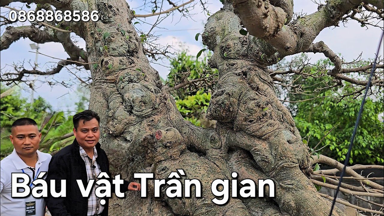 Xem mà gai hết người !. Cây sanh nam điền già chảy xệ như bùn 