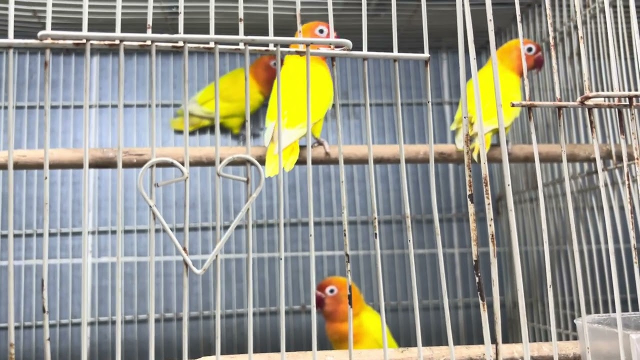 Lovebird’🥰🙌-📸🕊️