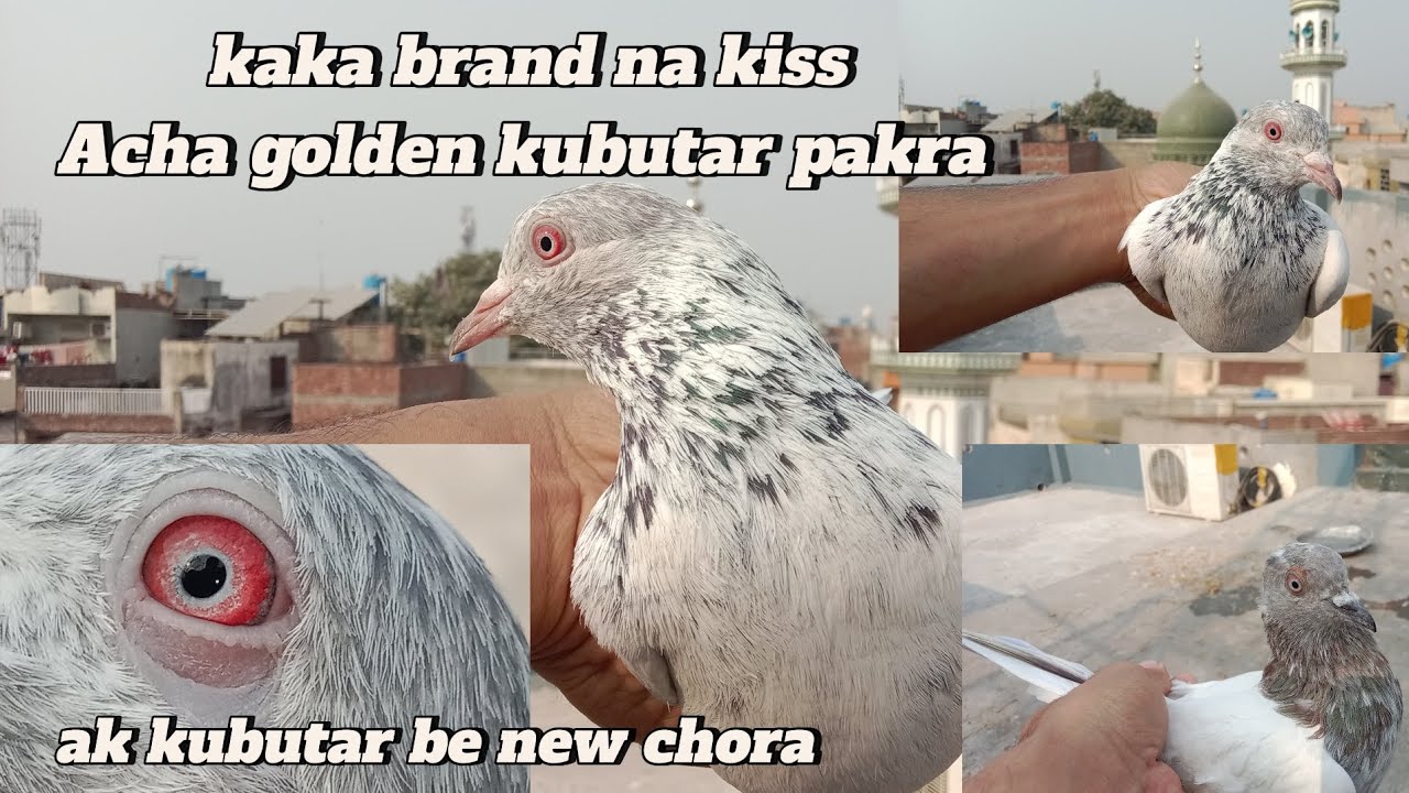 Ak kubutar pakra or shoke karo 😉 golden kubutar ka shoke karo 😊