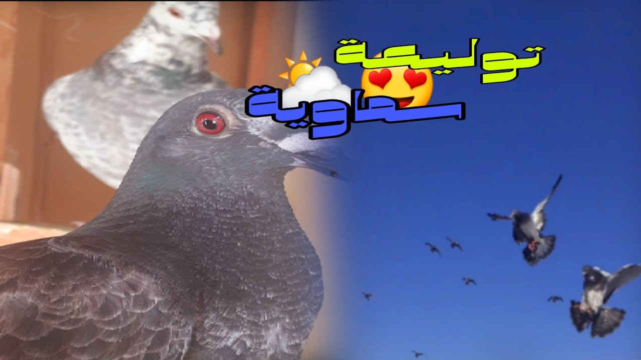 طيران الحمام زاجل 🕊😍مشا ليا شنبور أجيو تشوفو واش رجع 💔😨