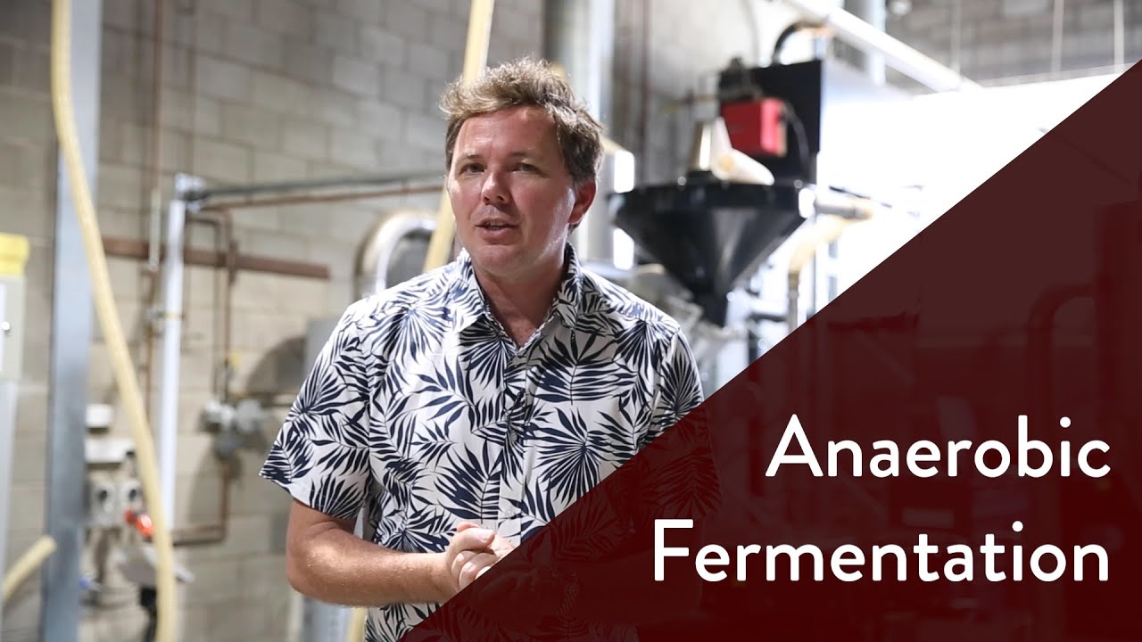 Anaerobic fermentation for coffee beans