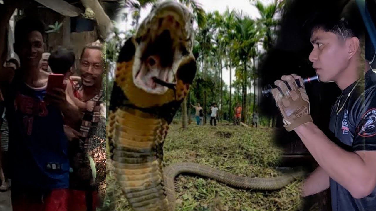 MATATAPANG NA KING COBRA SA PANGASINAN