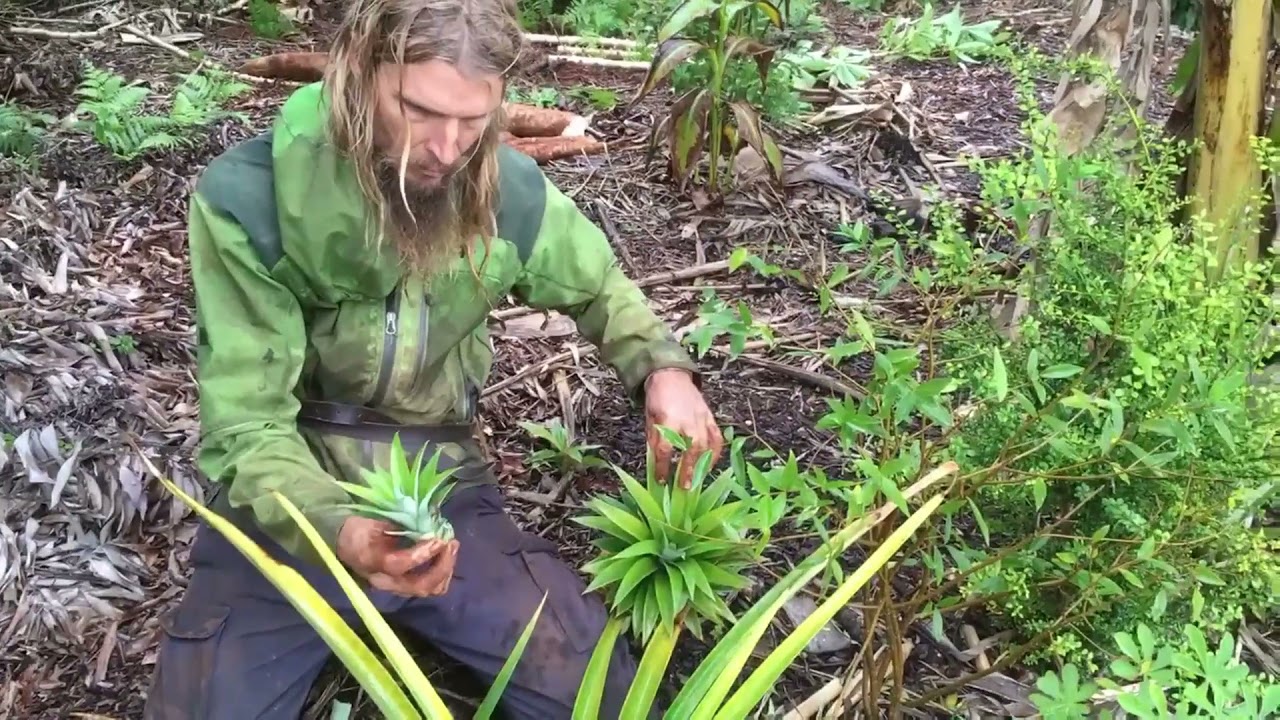 Bunya shows the pineapple plants in food forest