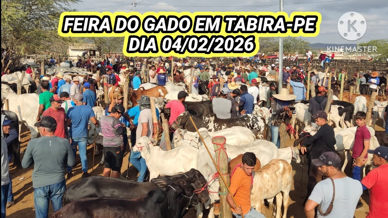 Feira do Gado de Tabira-PE / Juntas de Bezerros e Boi de Carro dia 04/02/26