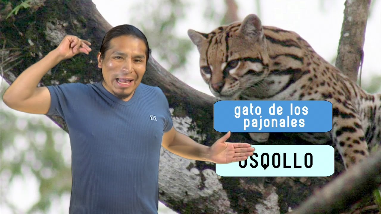ANIMALES EN QUECHUA (PARTE 2) - CAP 12
