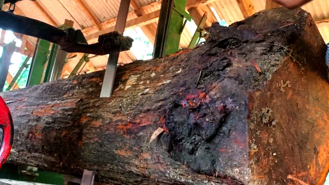 Real beauty in the big mahogany wood at the sawmill 