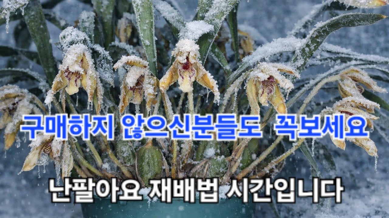 꼭 보세요 ^^  난팔아요 재배법 시간입니다 