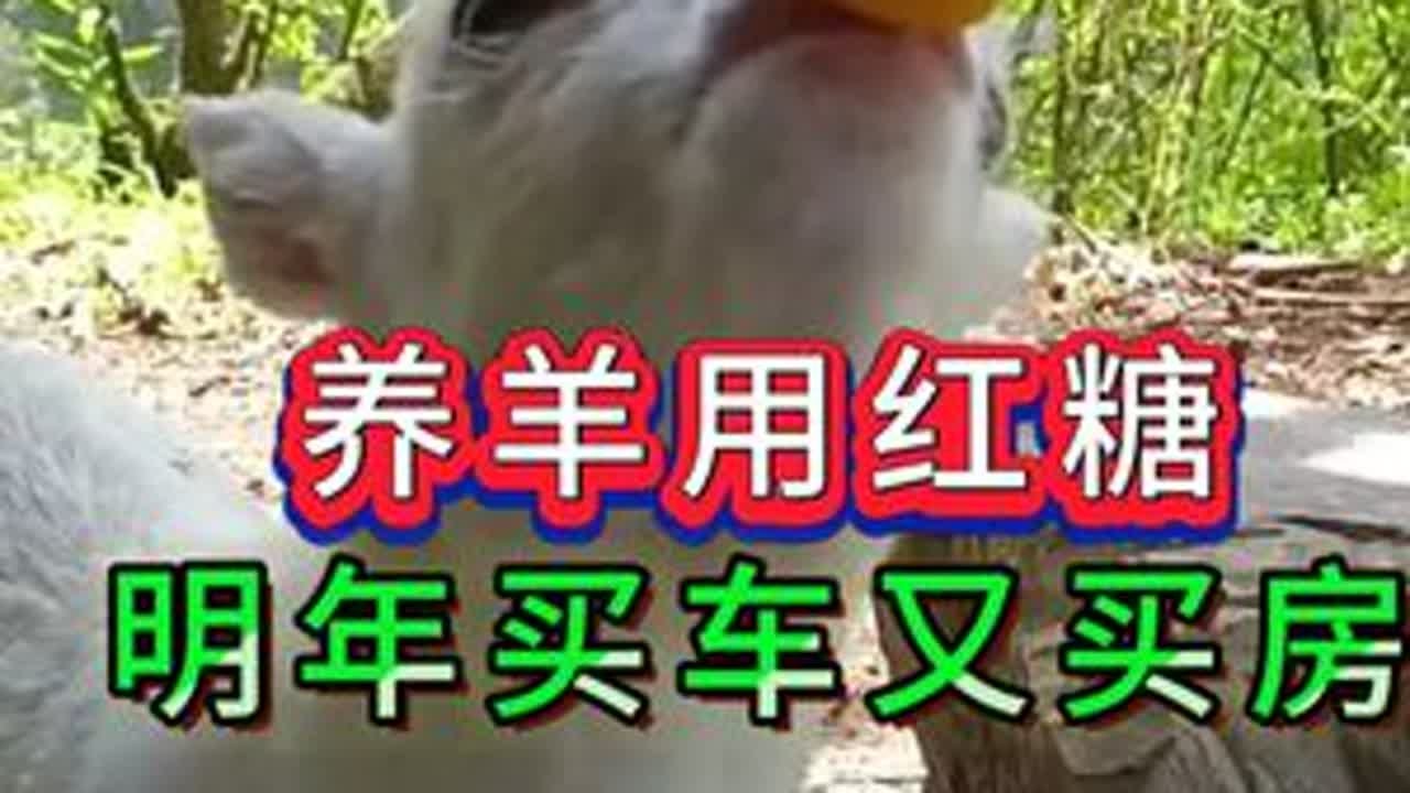 养羊用红糖明年买车又买房 #养羊妙招#养羊知识#冬季养羊