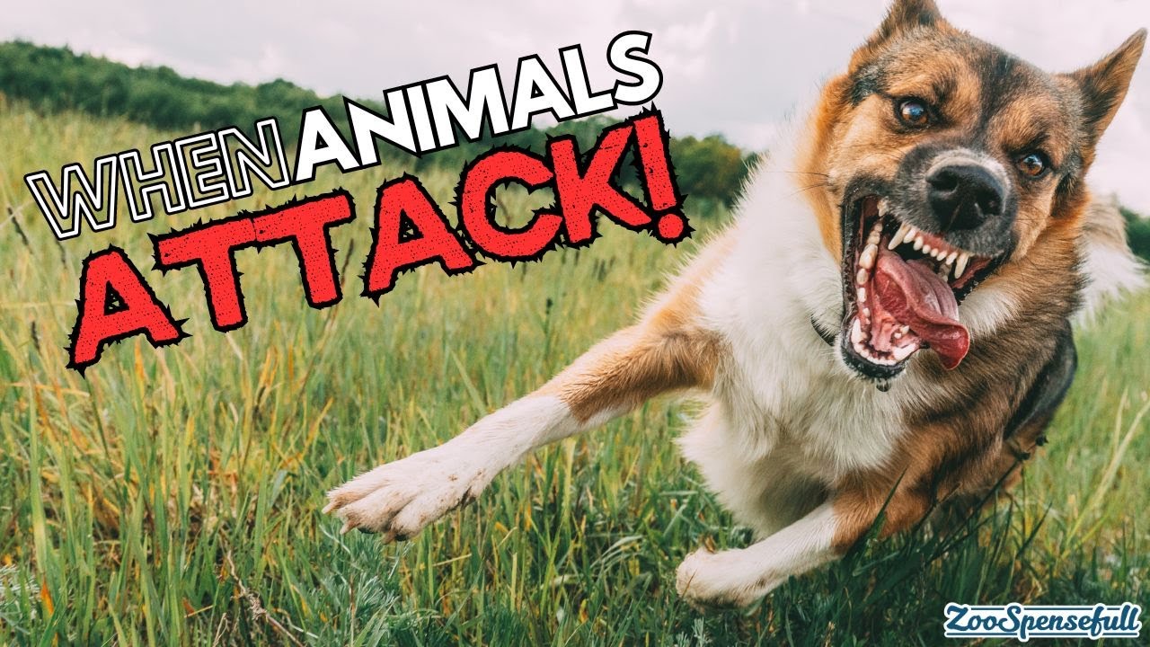 WHEN ANIMALS ATTACK!