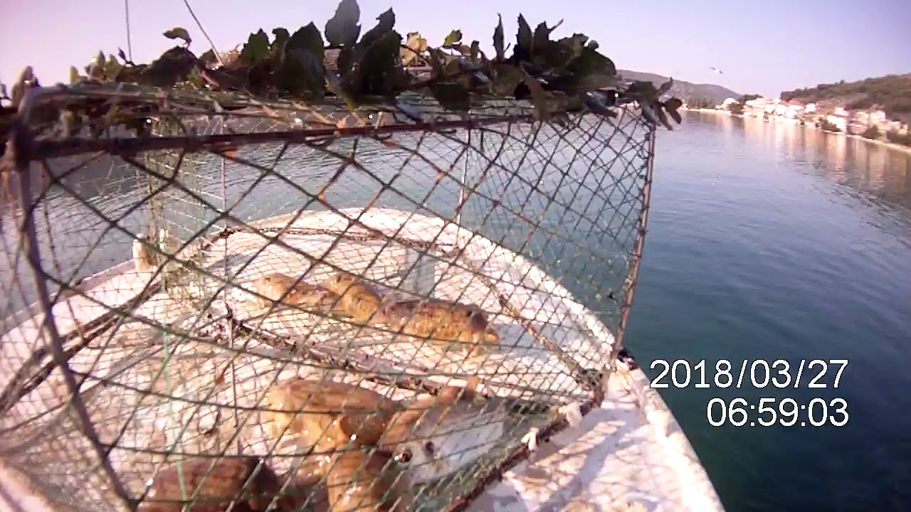SUPER ODLIČAN ULOV SIPE U VRŠI NA SKLAPANJE, FANTASTIC CATCH SEPPIA IN FISH TRAP POT, EXTRA