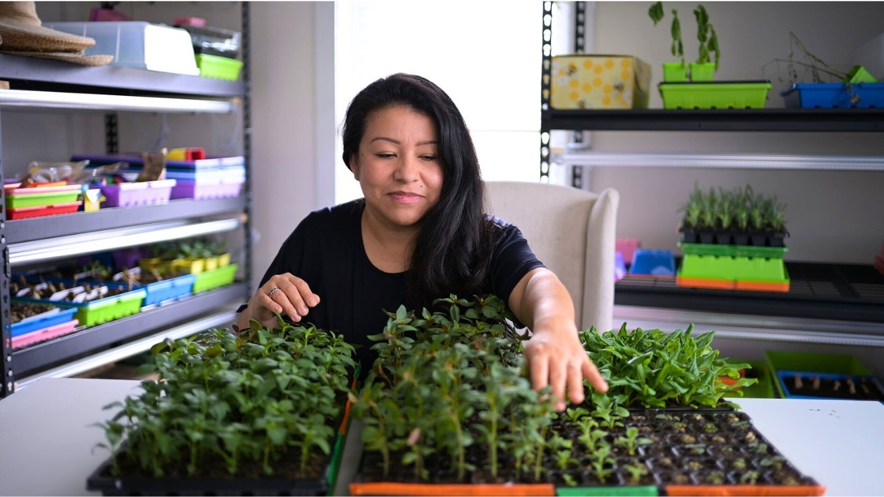 How to pinch & propagate SNAPDRAGONS easy!
