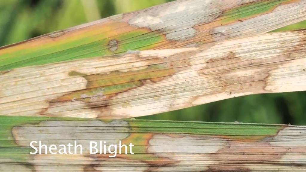 Sheath Blight in Paddy