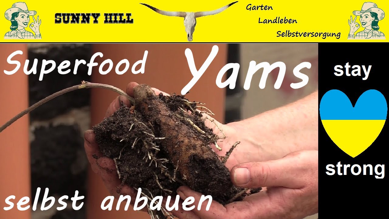Wunderknolle Yams -Superfood? S1/E15 Ein Gartenjahr als Selbstversorger