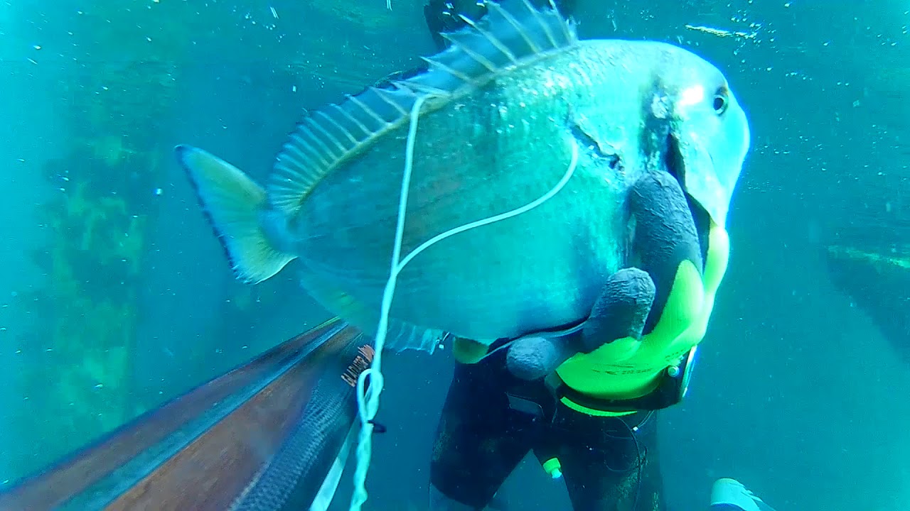 Spearfishing 2018, Ivica Smolić-Alžir