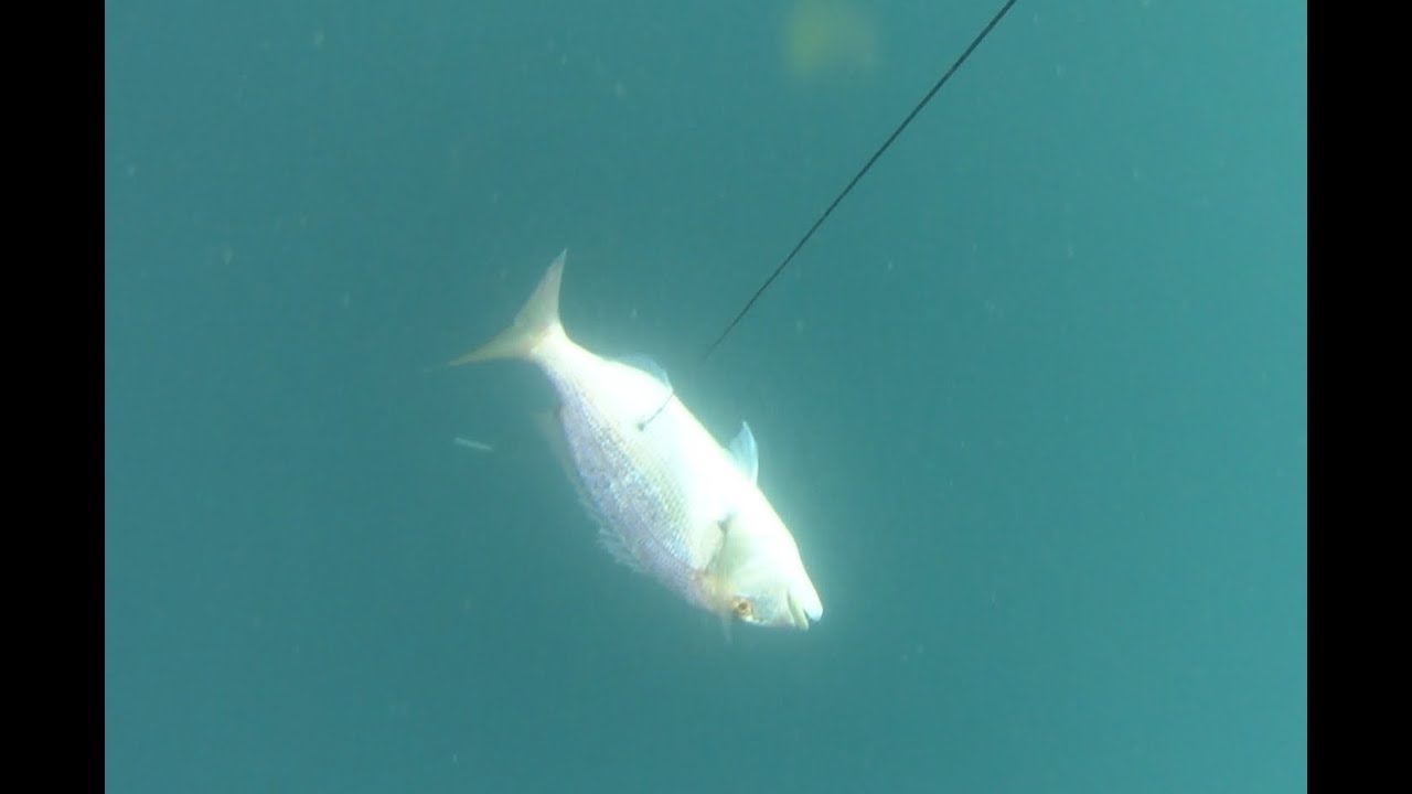 PESCASUB   Tra Santa Marinella e Santa Severa