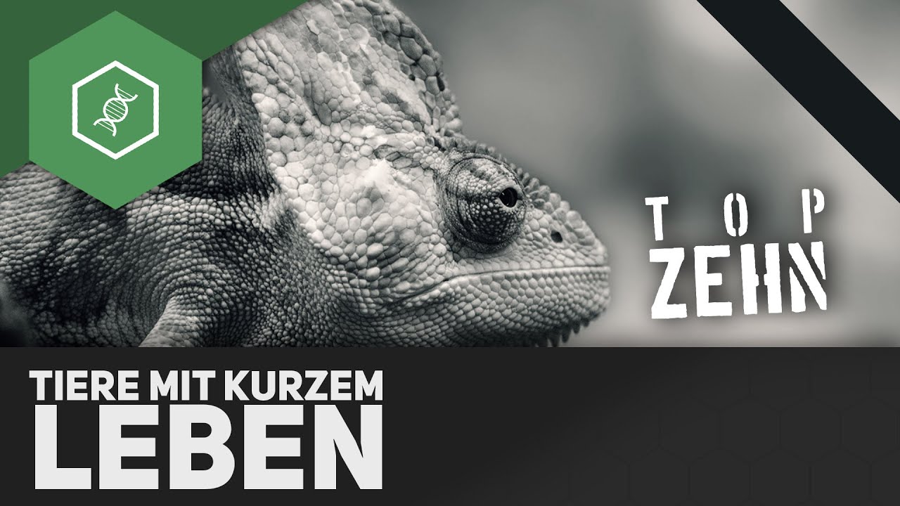 Top 6 Animals with the Shortest Lives ft. TopZehn