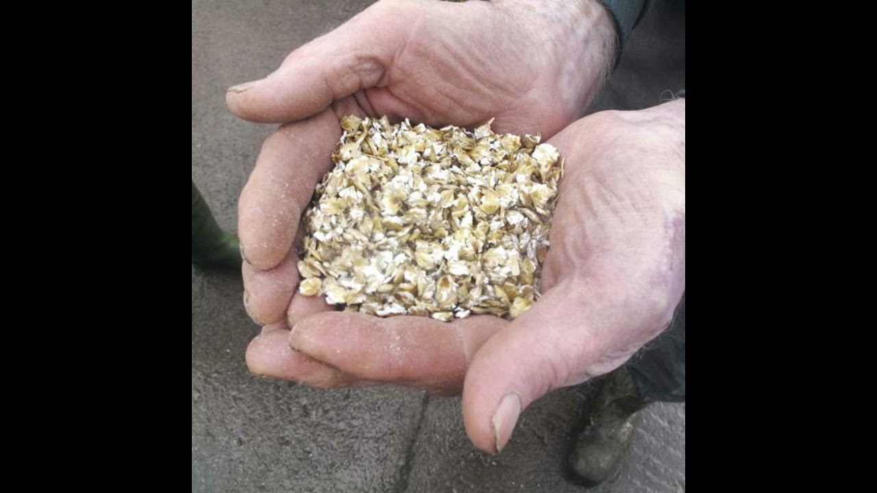 Boosting Beef Performance with Oats
