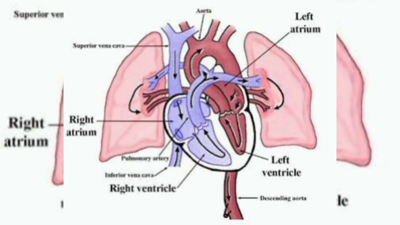 HeartBeat Recording of 35 Year Old Male.
