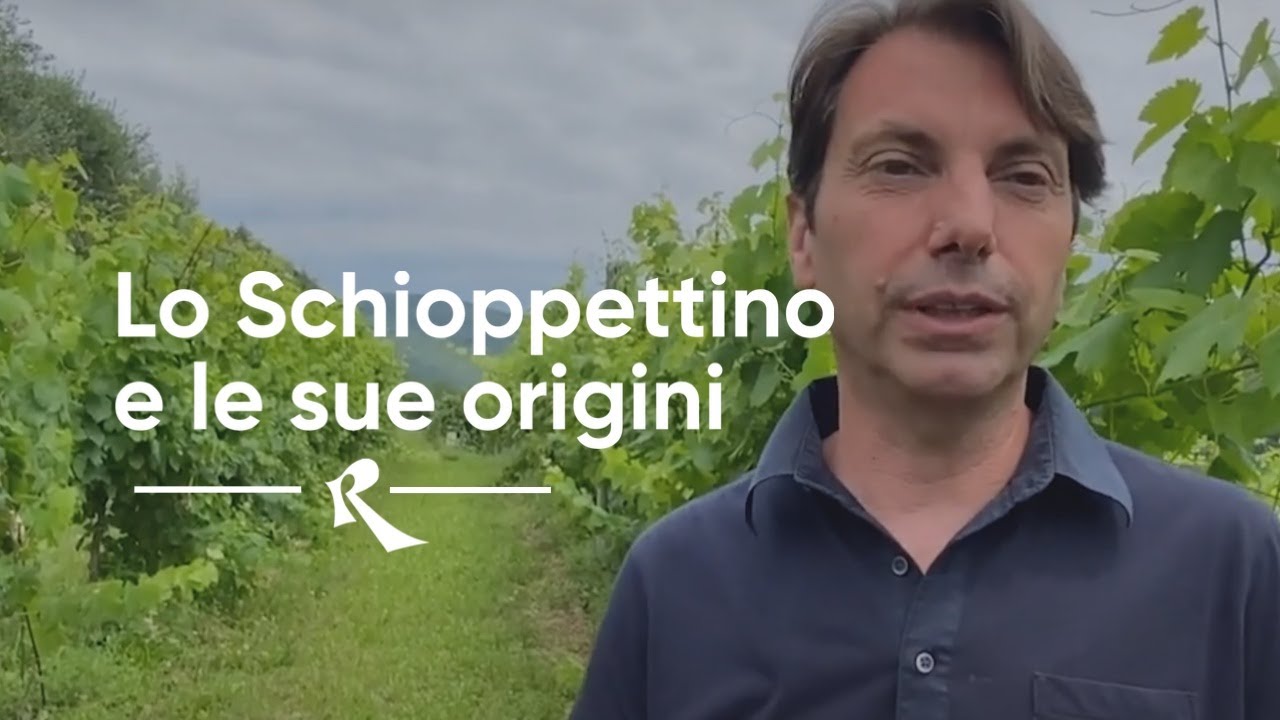 Ronchi di Cialla, Prepotto - Lo Schioppettino e le sue origini