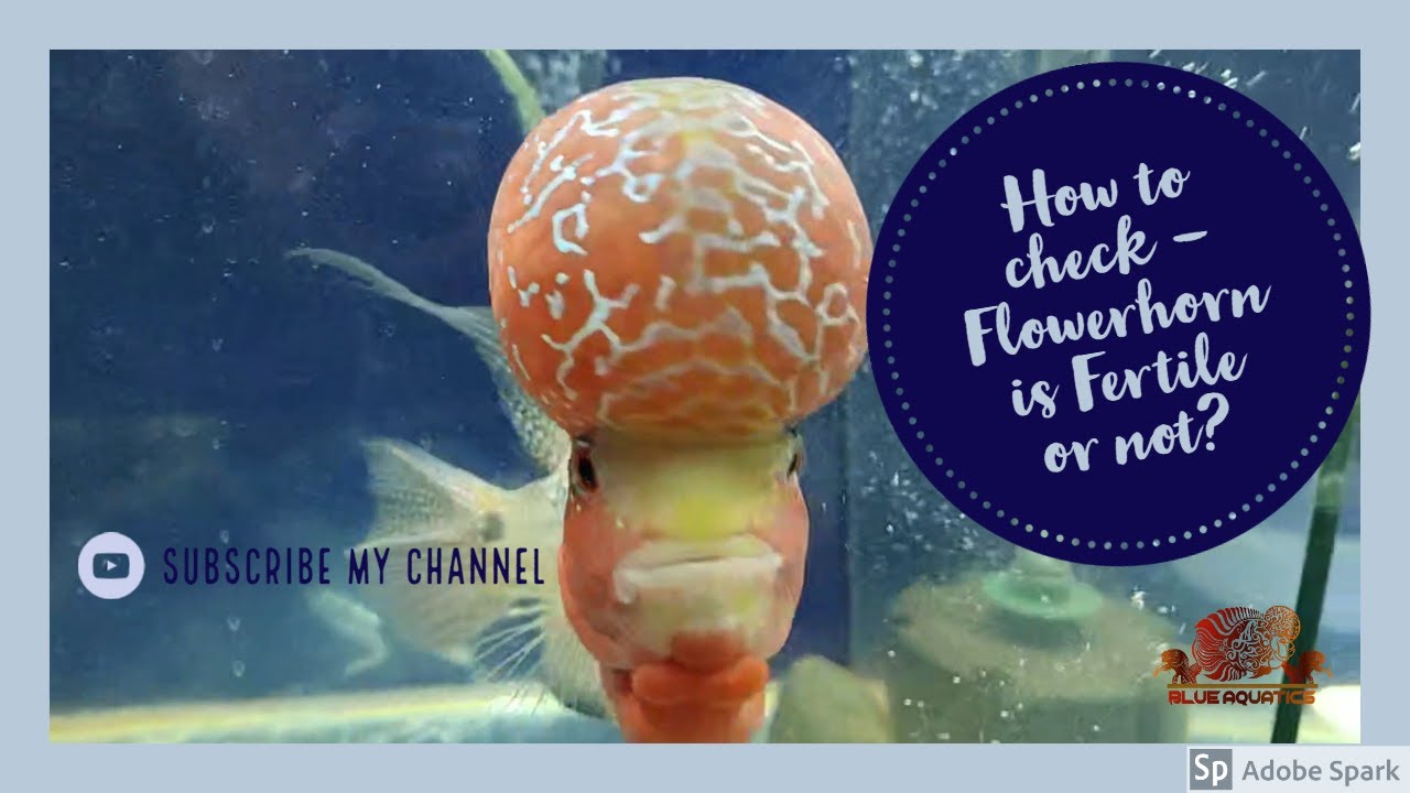 How to check Flowerhorn is Fertile or not?? - must watch