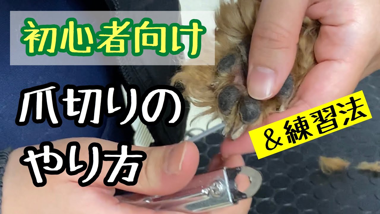 【犬の爪切り】の方法、コツを分かりやすく解説します