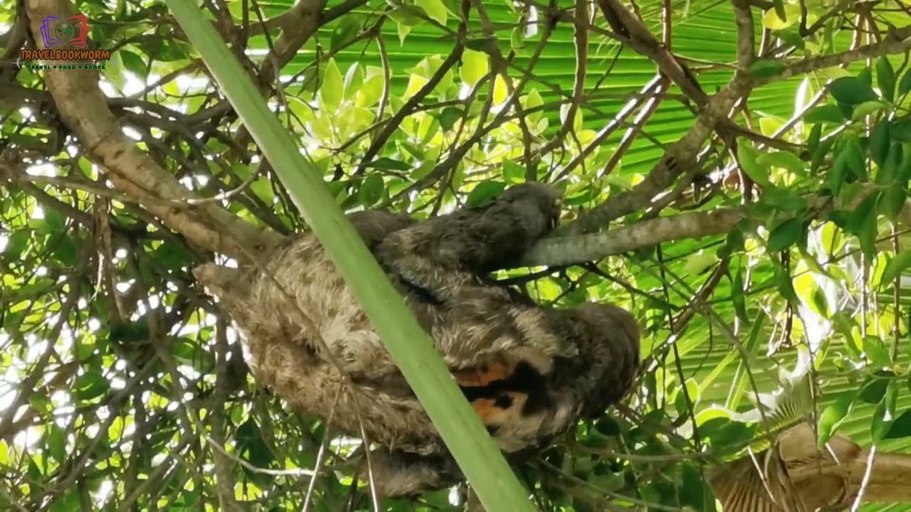 Wildlife | Hotel Caribe Cartagena Colombia