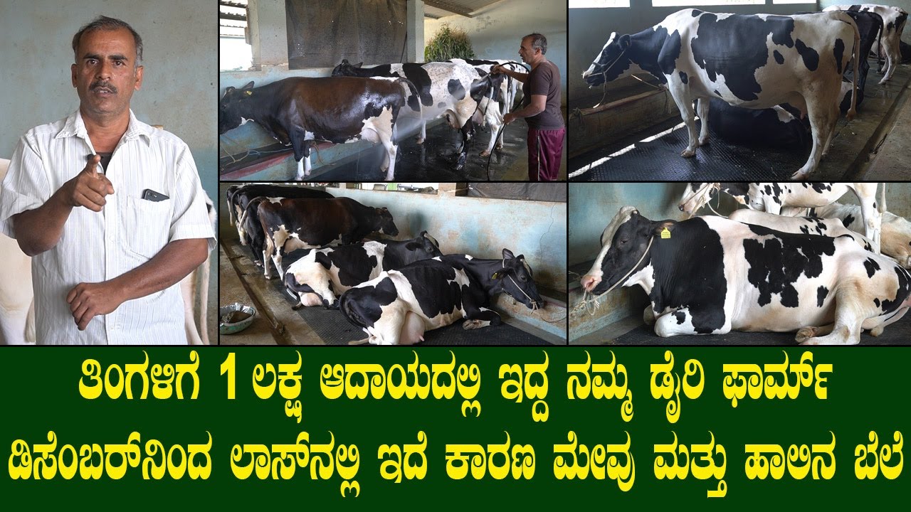 ತಿಂಗಳಿಗೆ 1ಲಕ್ಷ ಆದಾಯದಲ್ಲಿ ಇದ್ದ ನಮ್ಮ ಡೈರಿ ಫಾರ್ಮ್ ಡಿಸೆಂಬರ್ ನಿಂದ ಲಾಸ್ ನಲ್ಲಿ ಇದೆ ಕಾರಣ ಮೇವು, ಹಾಲಿನ ಬೆಲೆ..